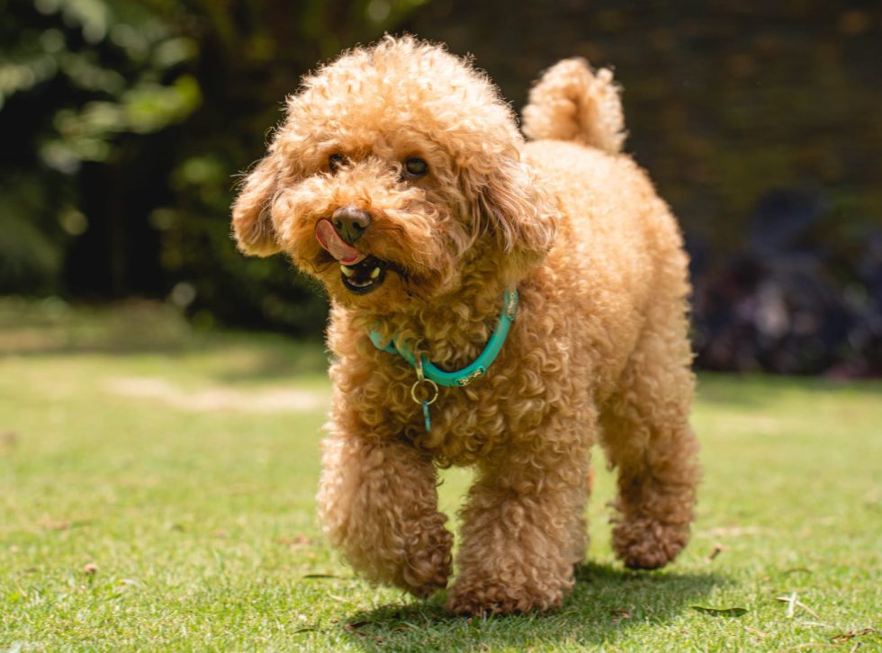 Caniche Toy Bambinos Puppies Criadero de Perros Colombia — free download