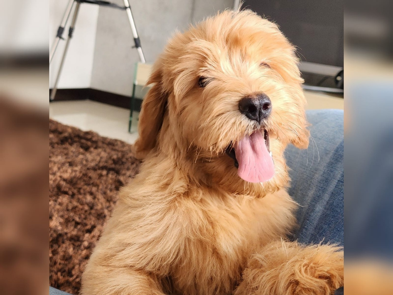 son goldendoodles buenos perros de familia