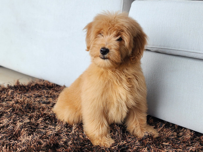 son goldendoodles buenos perros de familia